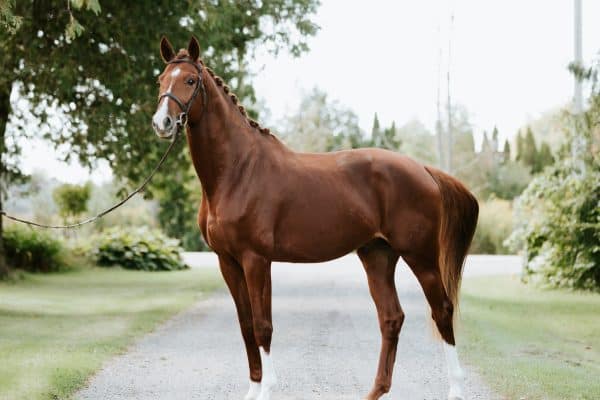 Hanoverian Horses Unveiled: Everything You Need to Know
