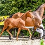 Hanoverian Horse Behavior and Temperament