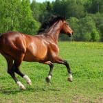 Hanoverian horse gallop meadow seen side-on