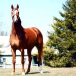 Hanoverian Horses Height and Weight