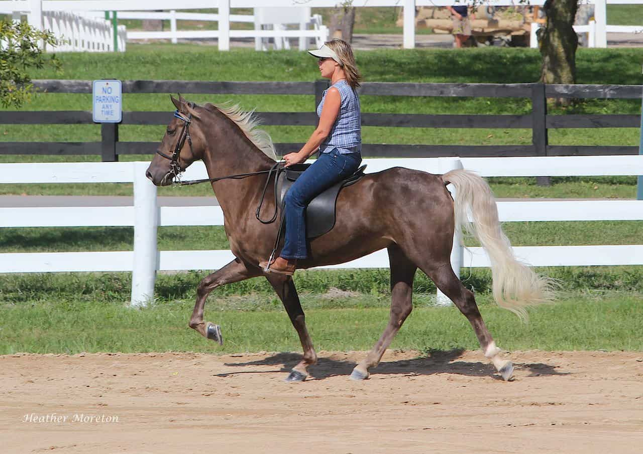 Owning a Rocky Mountain Horse