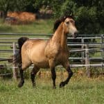 Rocky Mountain Horse Breed the Right One for You