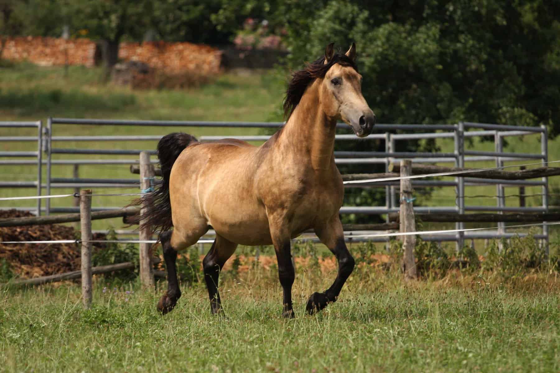 Rocky Mountain Horse Breed the Right One for You