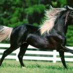 Rocky Mountain Horse Characteristics