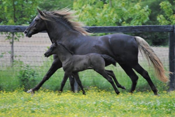 Rocky Mountain Horses – Breed Profile, Facts and More