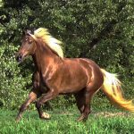 Rocky Mountain Horses Colors