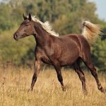 Rocky Mountain Horses History
