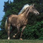 Silver colored Rocky Mountain Horse