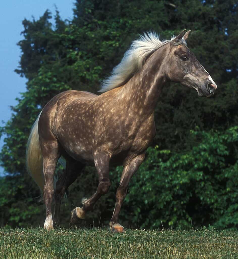 Silver colored Rocky Mountain Horse